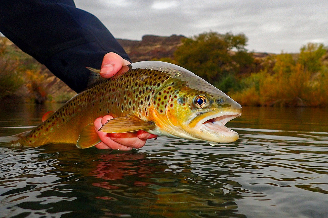 Fly Fishing vs Spin Fishing: What’s the Difference?