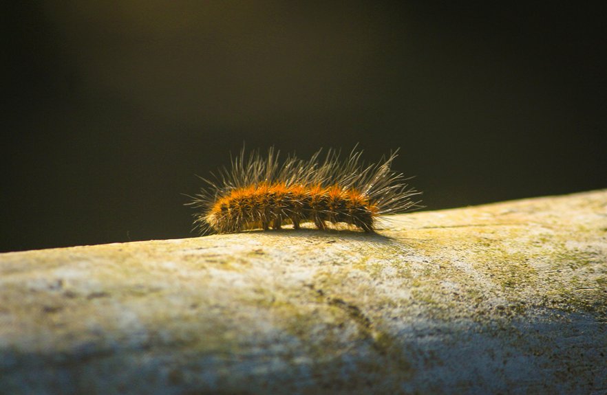 Nature’s Transformation: What Do Tent Caterpillars Turn Into